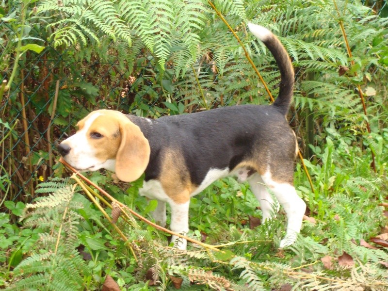 Droopy, beagle mâle de 6 mois, LOF, Dordogne Dsc00813