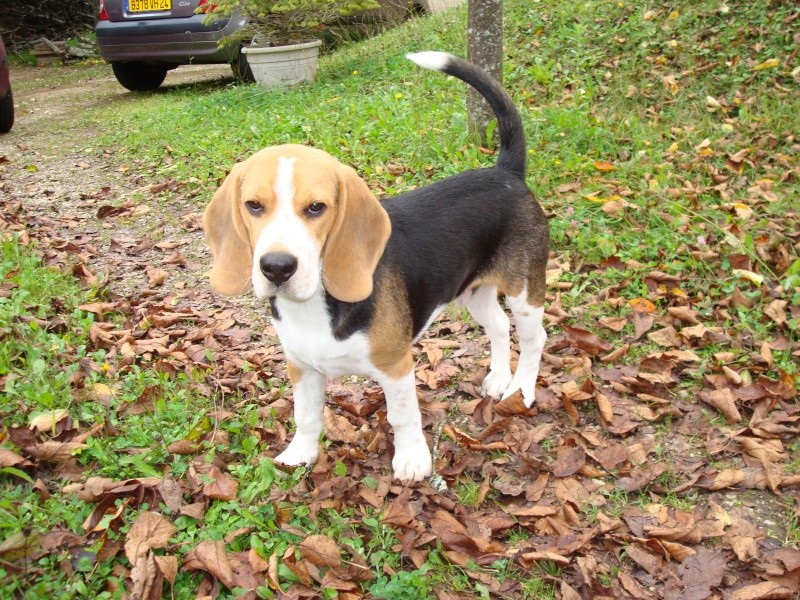 Droopy, beagle mâle de 6 mois, LOF, Dordogne Dsc00814