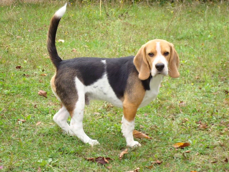 Droopy, beagle mâle de 6 mois, LOF, Dordogne Dsc00815