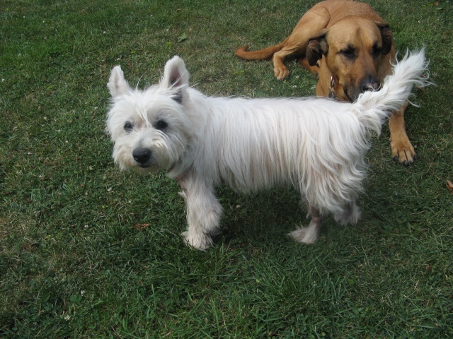 BIANCA - type Westie - femelle - 7 ans 1/2 - Yvelines (78) Bianca10