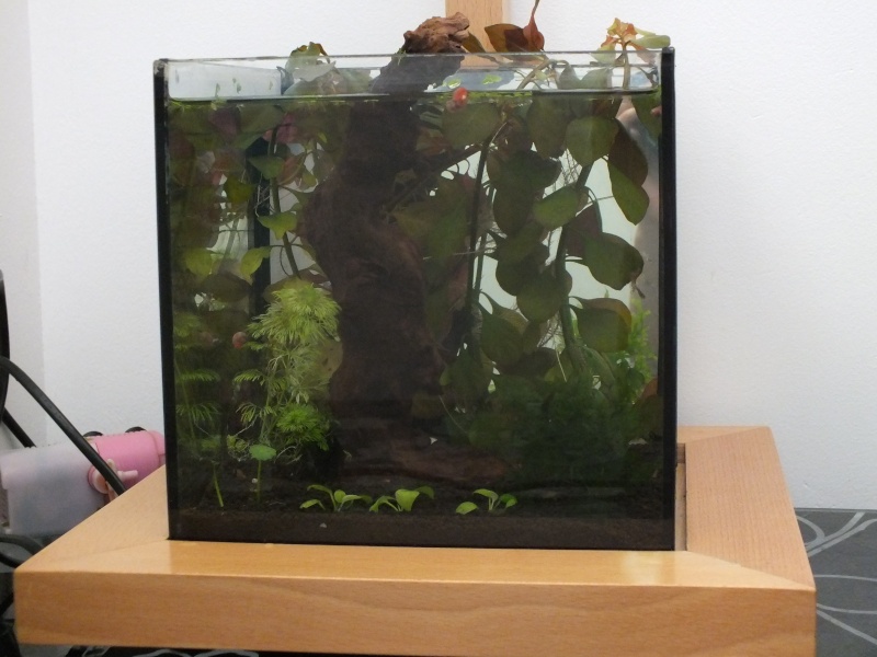 L'aquarium de mon futur Giant Plakat Goliath Dscf4210