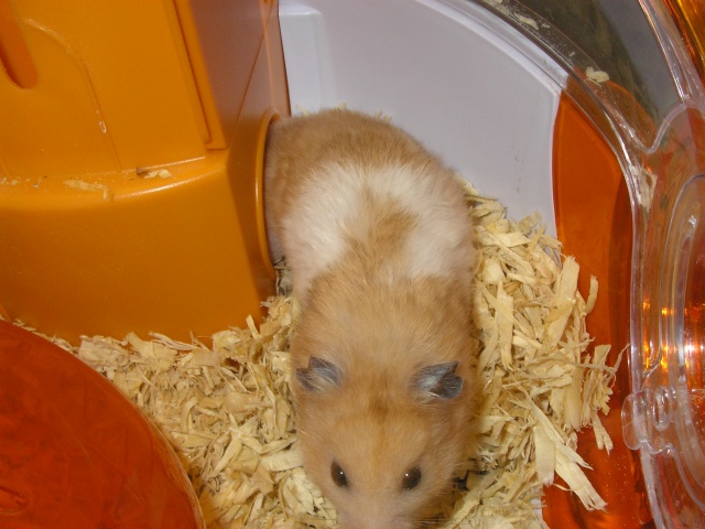 2 hamsters mles TRES URGENT P9020112