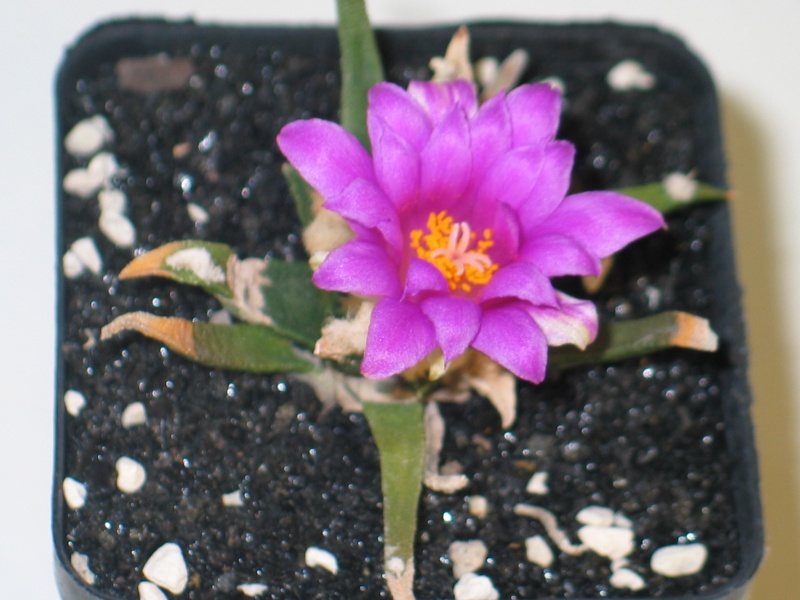 Quelques Conophytum en fleur Arioca13