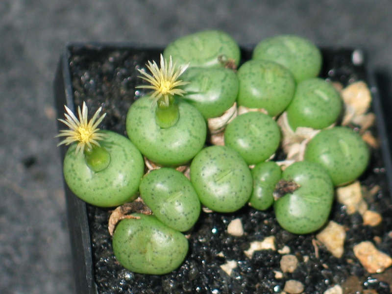 Quelques Conophytum en fleur Conoph10