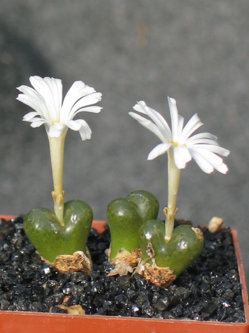 Quelques Conophytum en fleur Conoph11