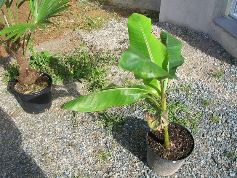 Musa sp Tibet Dscn0711