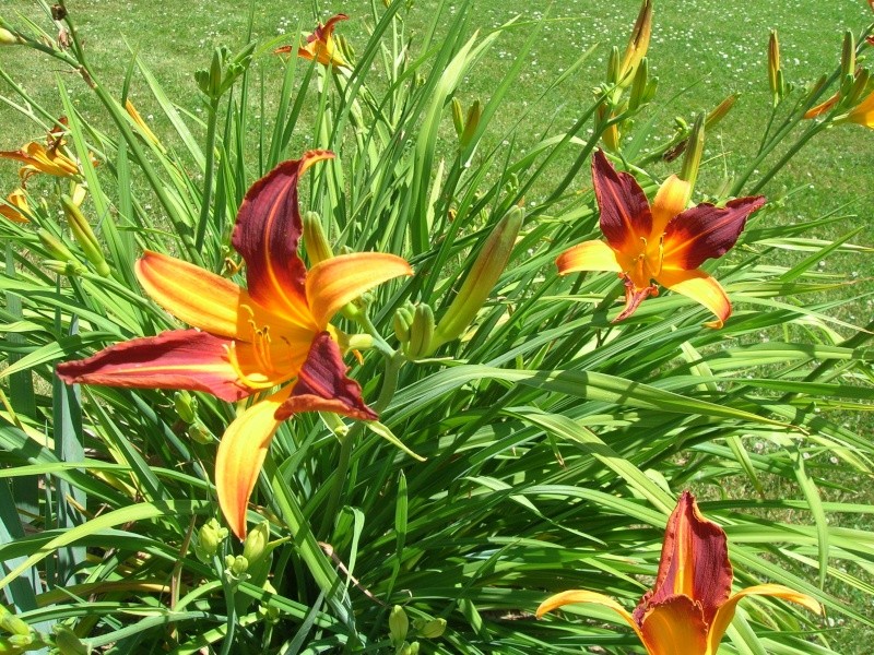 Le jardin avec ces  fleurs estival   Dscn1910