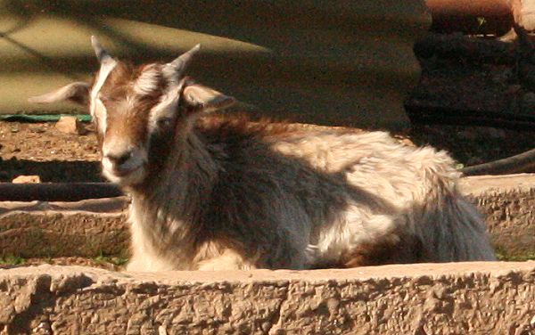 Here are a couple of our fur kids - of the Goat variety! :) 5_9_0812