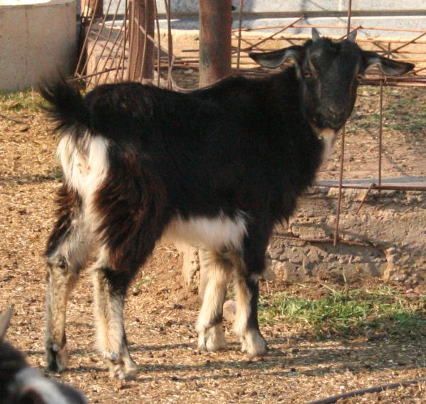 Here are a couple of our fur kids - of the Goat variety! :) 5_9_0813