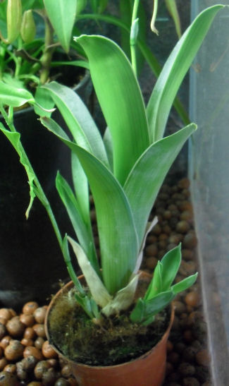 Mon fameux Brocchinia Hechtioides 30_08_14