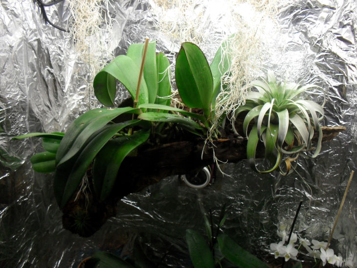 Armoire plantes épiphytes (Orchidées et Tillandsias) 31_08_10