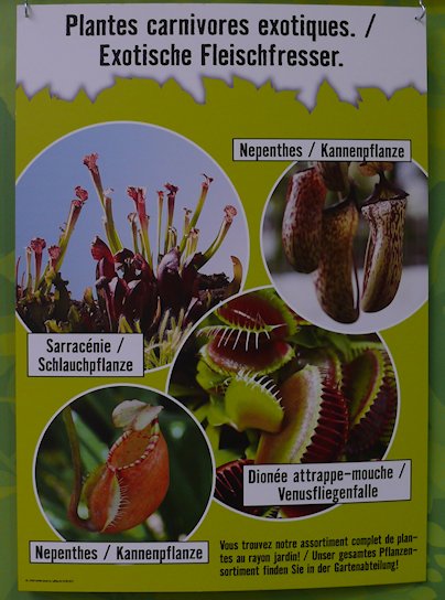 HORNBACH - Plantes carnivores - 5 au 29 septembre 2012 P1140318