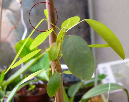 Desmodium Gyrans (plante qui danse ou plante télégraphe) P1140510