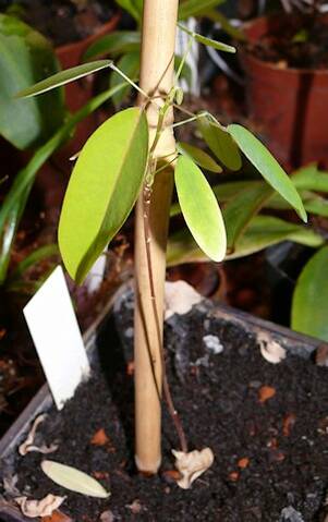 Desmodium Gyrans (plante qui danse ou plante télégraphe)