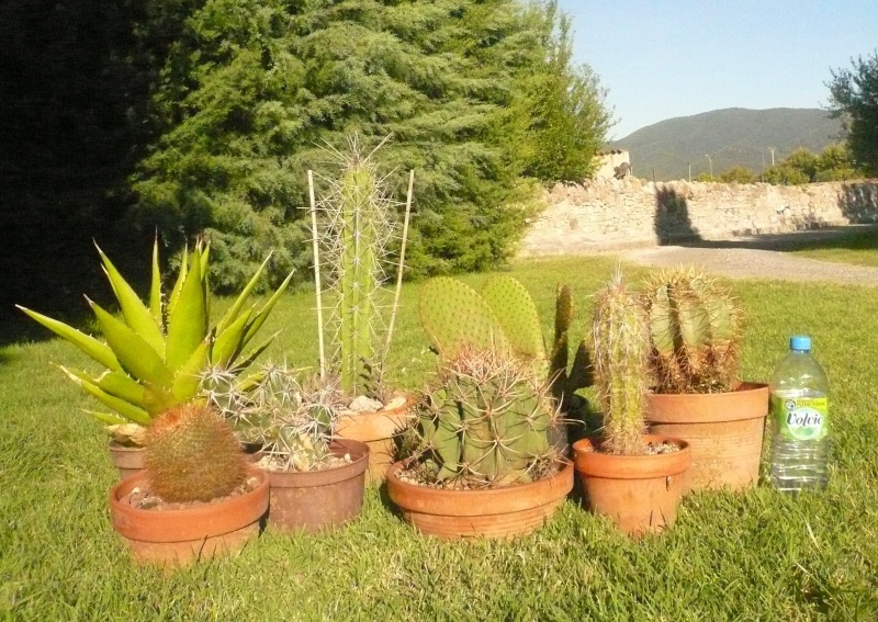 Cactus et plantes grasses à vendre  Cact-e11