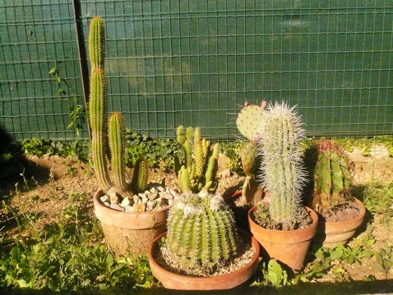 Cactus et plantes grasses à vendre Cact-e12