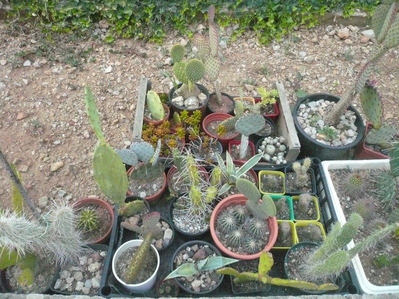 Cactus et plantes grasses à vendre Cact-e13