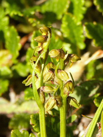 Chamorchis alpina ( Orchis nain ) Ao_cha10