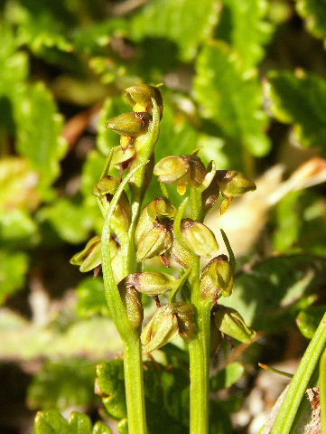 Chamorchis alpina  ( Orchis nain ) Ao_cha10