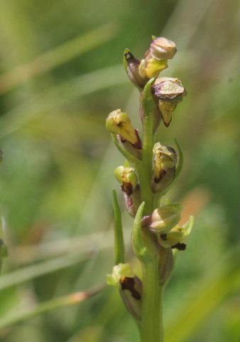 Chamorchis alpina  ( Orchis nain ) Cham110