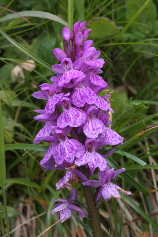 Dactylorhiza savogiensis ( Orchis de Savoie ) Dac_ma10