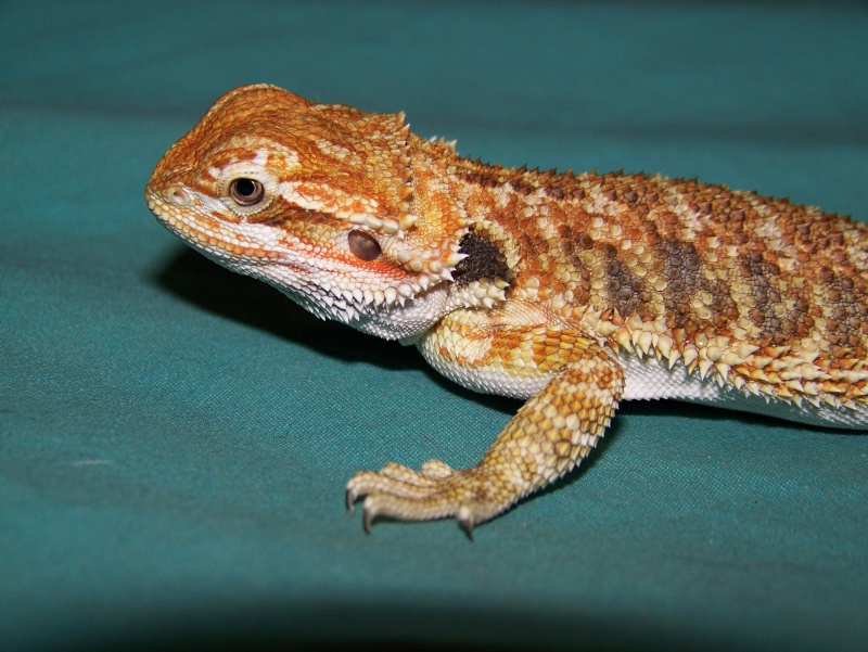 Chris Allen X Blood Bearded Dragons 0side10