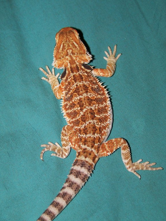 Chris Allen X Blood Bearded Dragons 1sm10