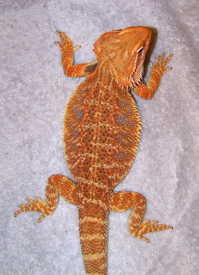 New beardie Mangob10