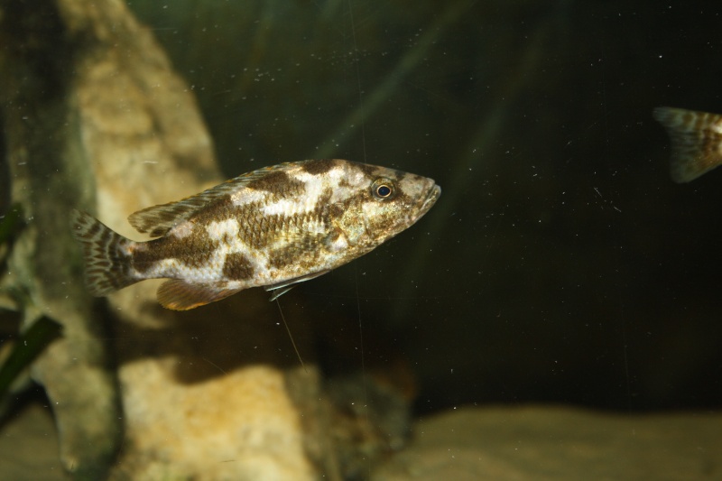 Nimbochromis livingstonii Img_6614