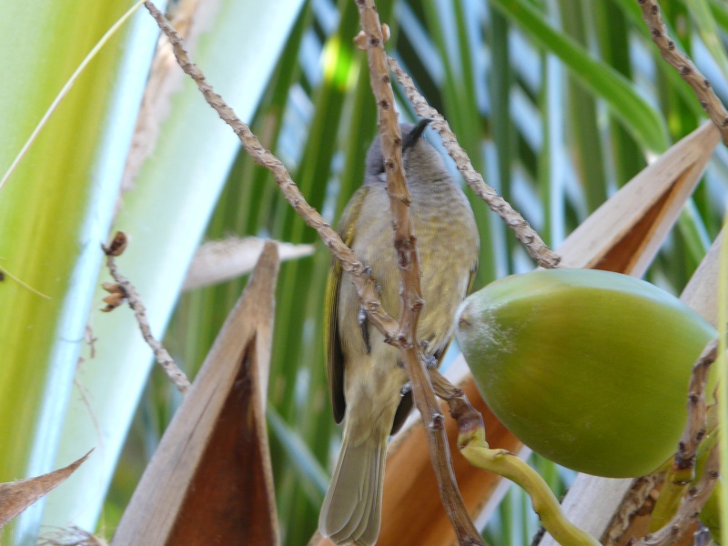 oiseaux de Nouvelle-Calédonie Vacanc15