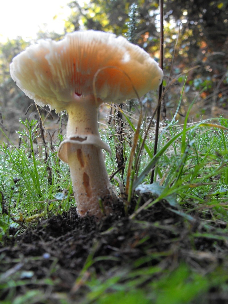 Amanita Vinosa Dscf0113