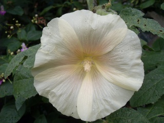 Alcea rosea -2011- !!! Sdc19317