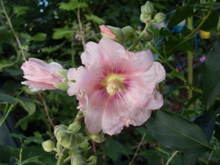 Alcea rosea -2011- !!! Sdc19319