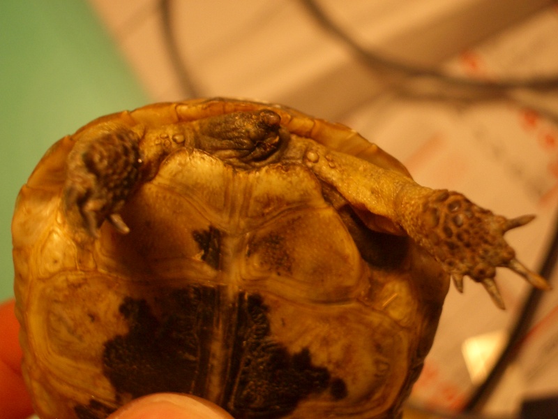identification d'une petite tortue ! Imgp3912