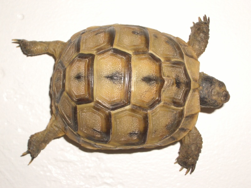 identification d'une petite tortue ! Imgp3913