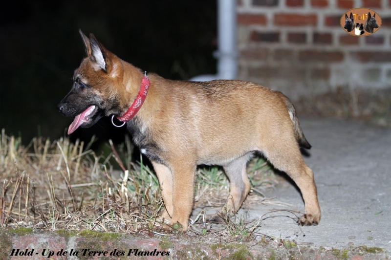 CHIOTS MALINOIS A RESERVER !!  Hold_u10