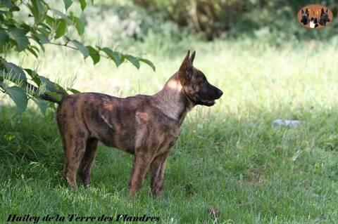 Chiot Femelle Berger Hollandais A Vendre