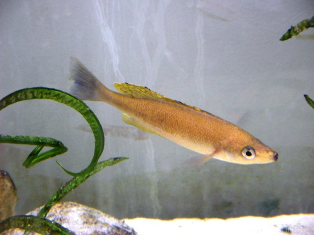 Cyprichromis microlepidotus Pemba 1e7a3210
