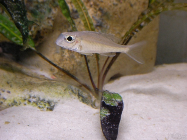 Xénotilapia ornatipinnis "Burundi" Cbd76a10