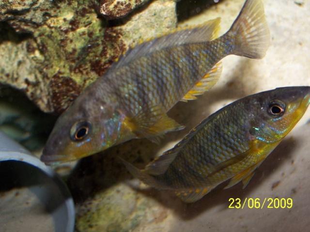 Gnathochromis pfefferi Chituta Gnatho10