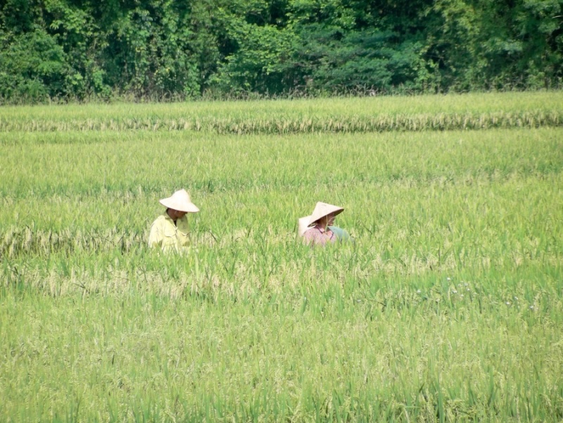 Vietnam 2012: "Ten toi la Momi" Resiz461