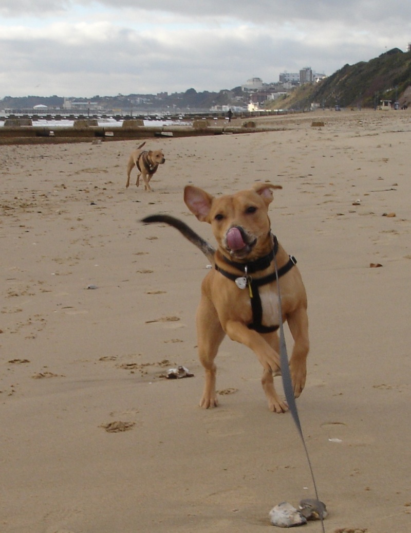 Dogs at Boscombe Beach... Dsc01211