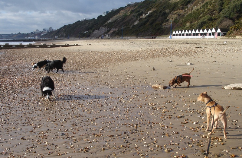 Dogs at Boscombe Beach... Dsc01212