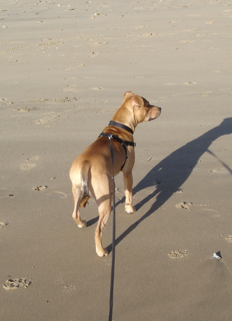 Dogs at Boscombe Beach... Dsc01214