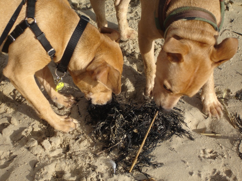 Dogs at Boscombe Beach... Dsc01218