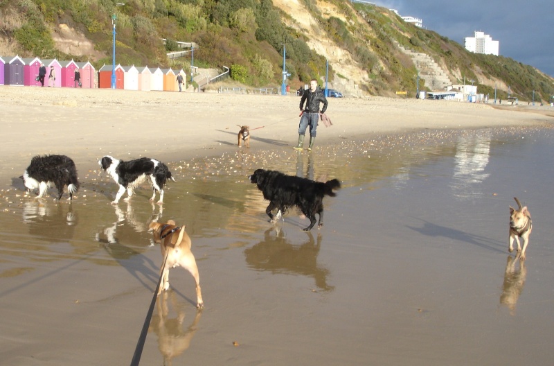 Dogs at Boscombe Beach... Dsc01220