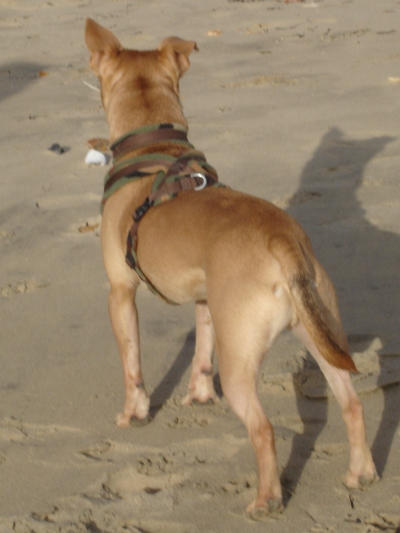 Dogs at Boscombe Beach... Dsc01225