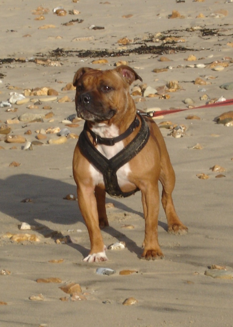 Dogs at Boscombe Beach... Dsc01310