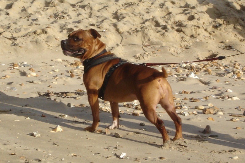 Dogs at Boscombe Beach... Dsc01312