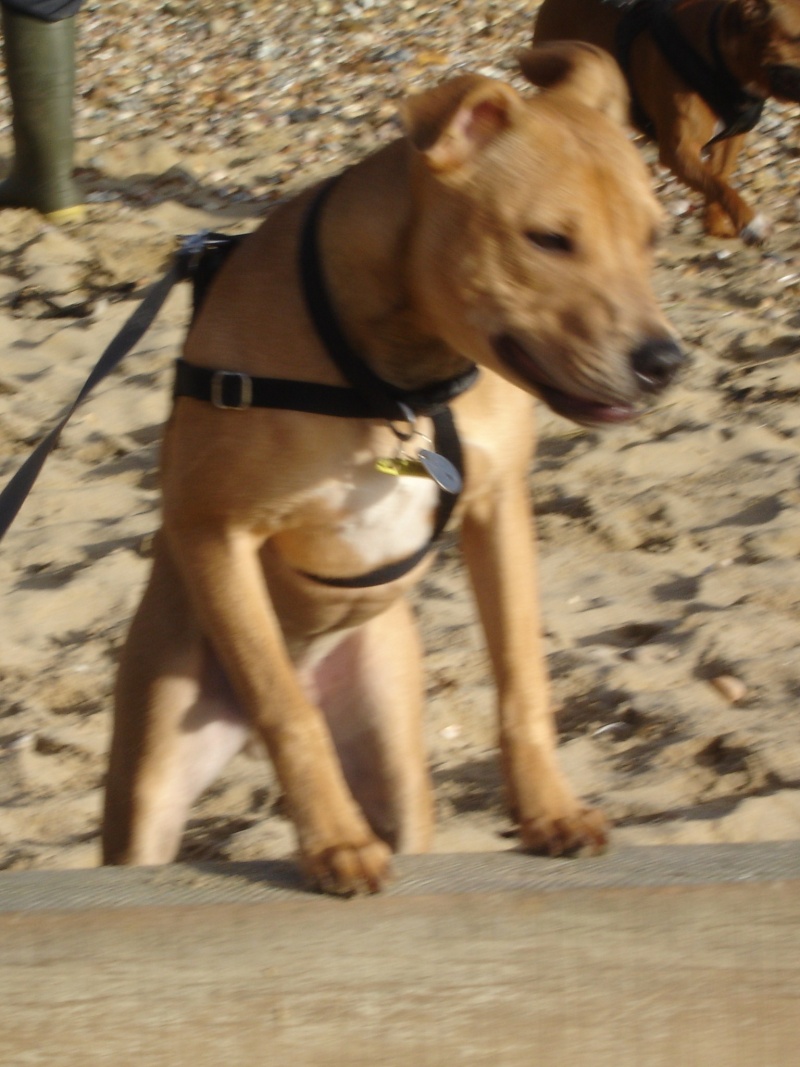 Dogs at Boscombe Beach... Dsc01313